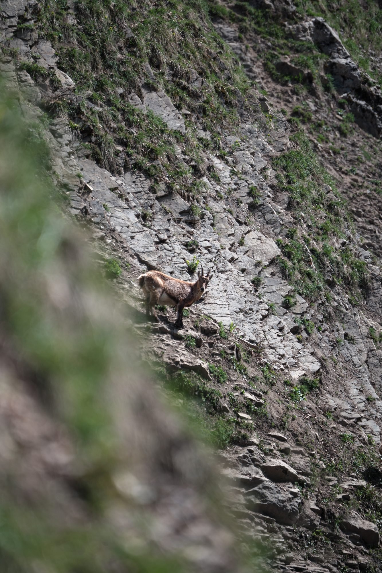 Chamois sur une paroi rocheuse en montagne