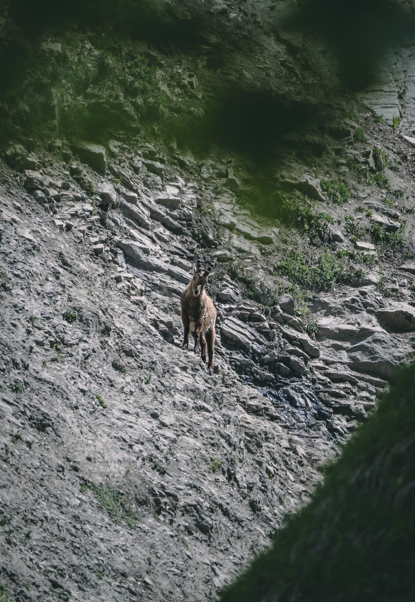 Isard sur un éboulis en montagne